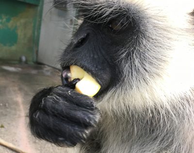 りんこを食べるサミー