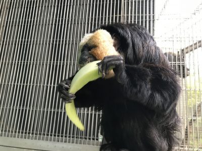 メロンかぶりつき