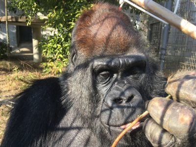 陽射しの中のタロウ