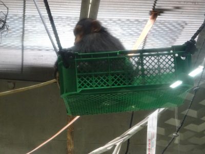 かごに入るマモル