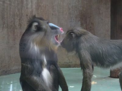 キンシャサの口をのぞくデコ