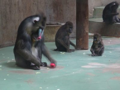 おもちゃとキンシャサ