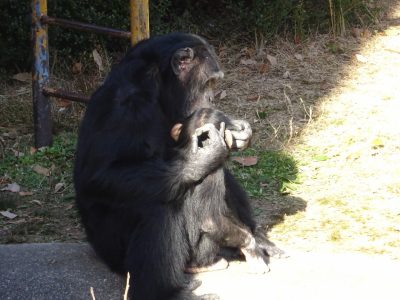 ジミーとマモル