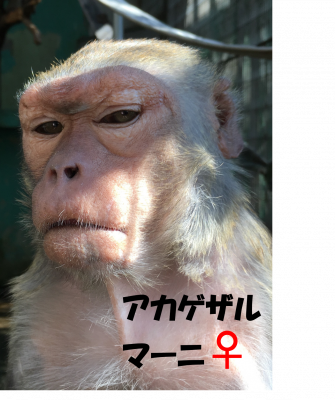 アカゲザルのマーニ