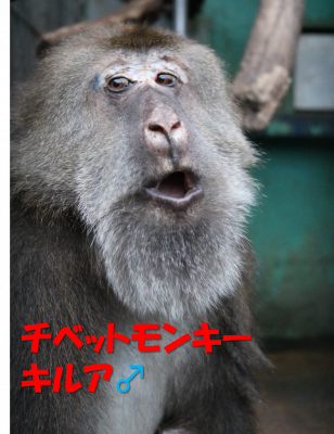 チベットモンキーのキルア
