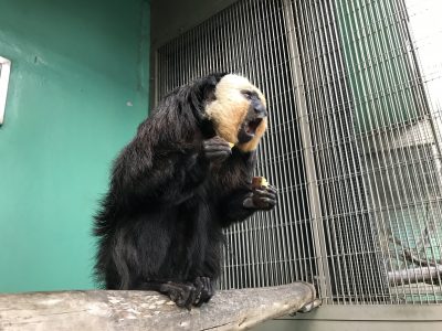 イモを食べているモップくんその2