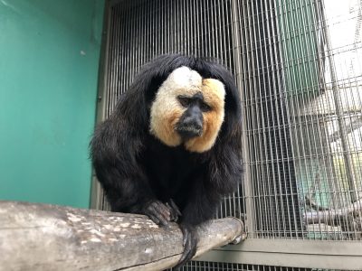 今日のモップくん