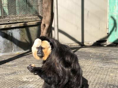 振り向いた瞬間のモップくん