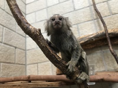 12月5日のピンキー