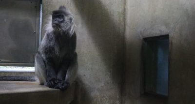 となりのバルカン