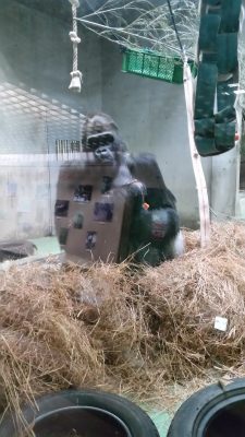 タロウさんとワラ違和感なく