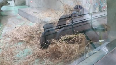 タロウワラの中