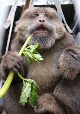 セロリを食べるザルバ