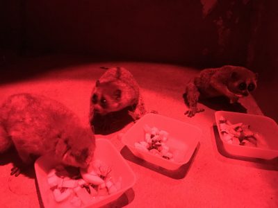 モミジを見つめるロージー