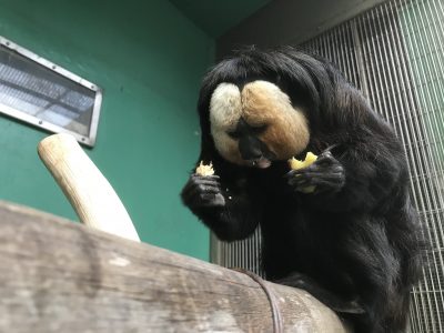 落花生の種を落としたモップくん