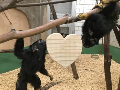プレリリースしたアカテタマリンの写真