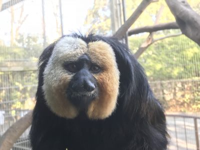 今日のモップくん