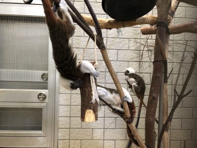 ワタボウシパンシェのおやつ風景