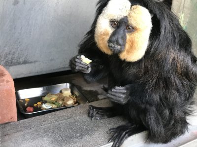 餌は室内においてあるにもかかわらず外でご飯を食べるモップくん