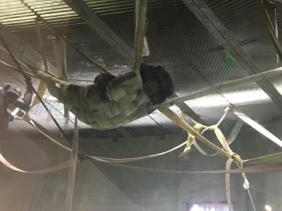 ハンモックに寝るマルコ