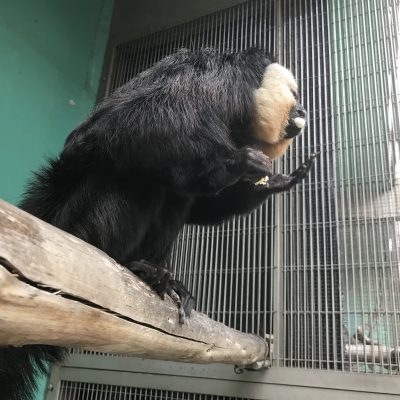 ミルクパンを食べるモップくん