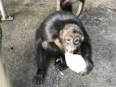 メロンを食べるパト