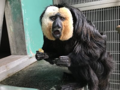 バナナ食べてるモップくん