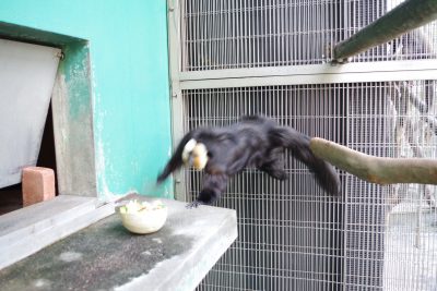 飛ぶモップ