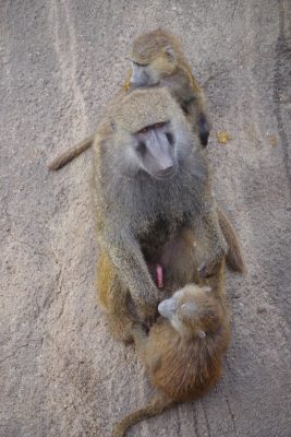 こどもヒヒに囲まれるロマノ2