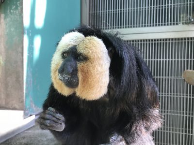 今朝のモップくん