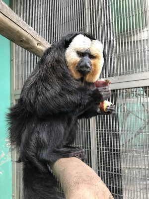今日のモップくん