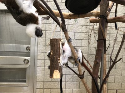 逆さまになって狙うはおやつ