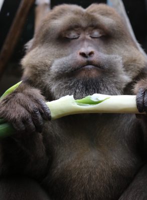 ネギを食べるザルバ