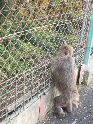 ヤクニホンザルと棒2