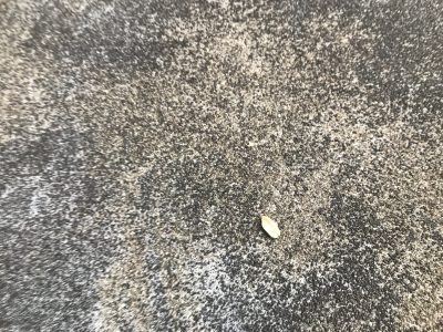 落ちた落花生