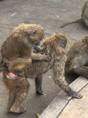 アヌビスヒヒのおんぶ