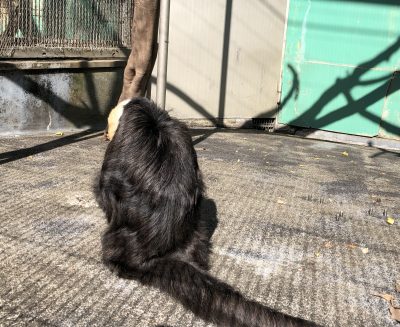 モップくんの後ろ姿
