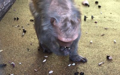 黒豆を食べるローレライ