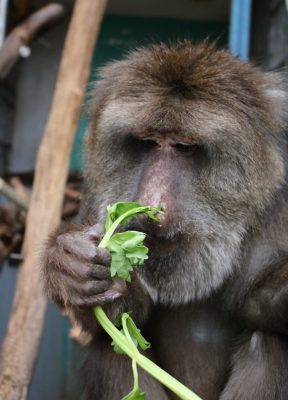  セロリを食べるキルア