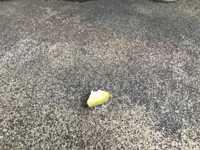 残されたイモ