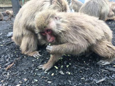 やきいもを食べるヤクニホンザル