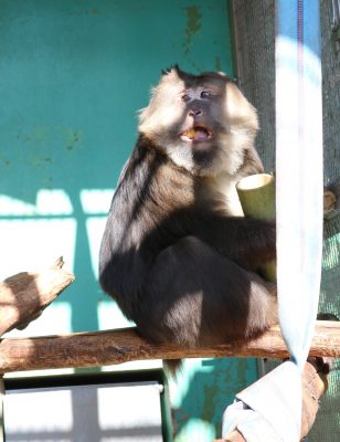 ザルバと寝癖