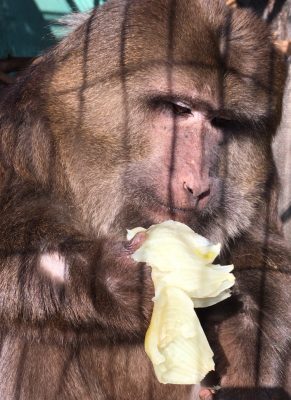 あつあつのタマネギ