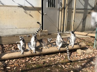 チ群