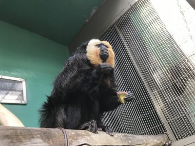 実は右手にはバナナを持っています