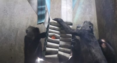 ドゥ