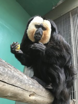 片手に蒸しイモ