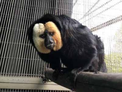 のぞき込んで何か持ってないか確認するモップくん