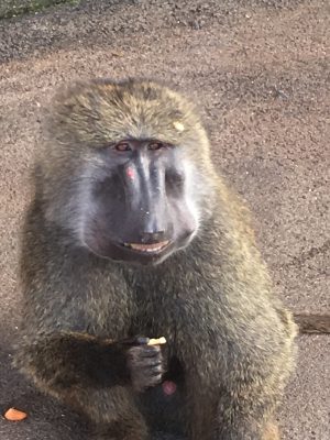 イヤセとカボチャ