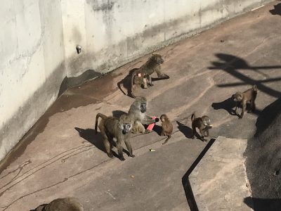 恵方巻きを食べるヒヒ